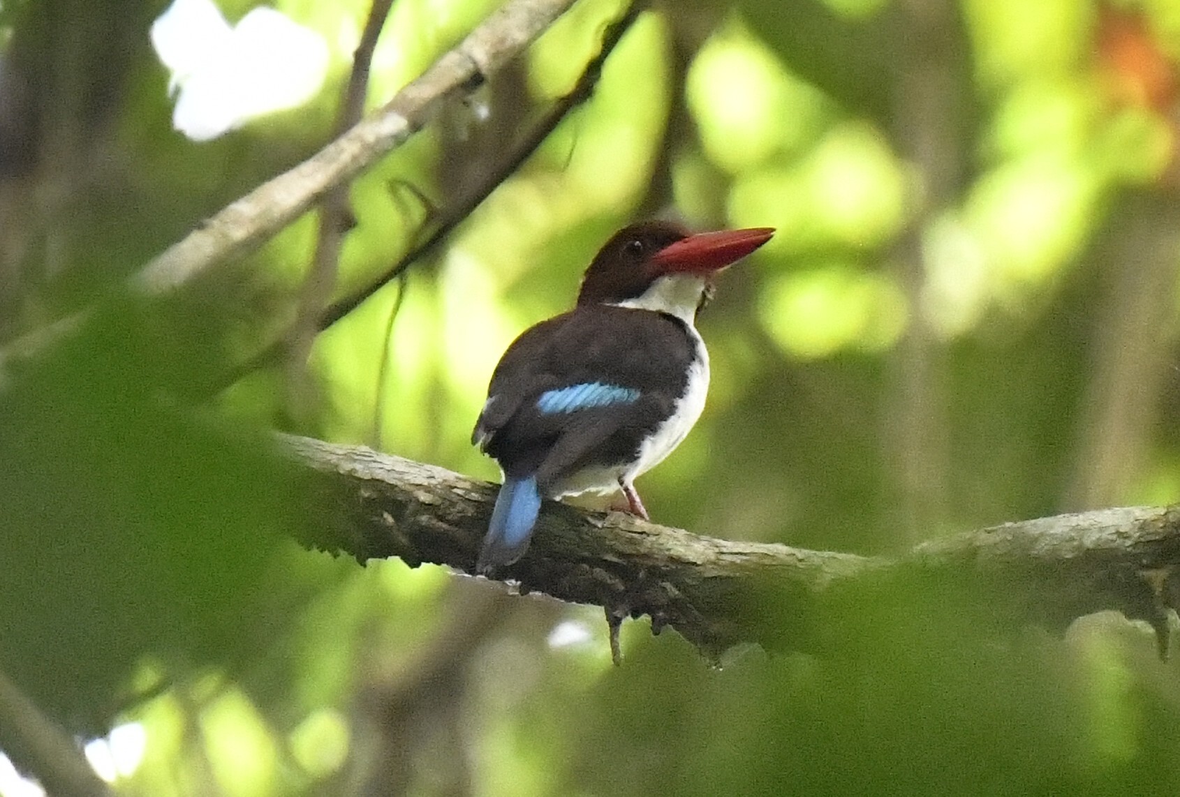 Chocolate-backed Kingfisher (Halcyon badia), photo 2