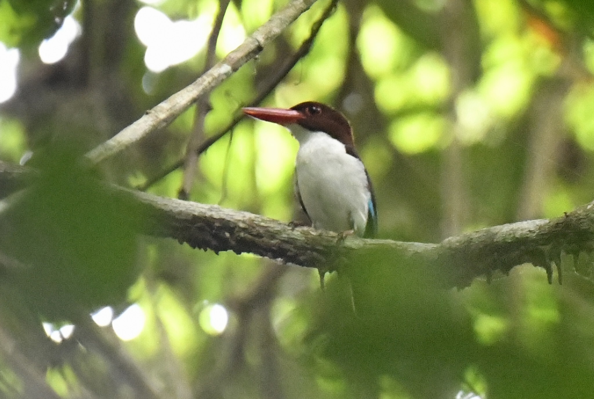 Chocolate-backed Kingfisher (Halcyon badia), photo 3