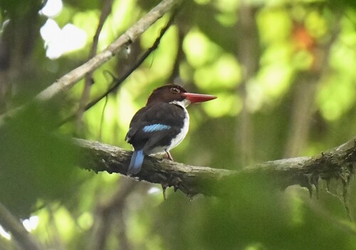 Chocolate-backed Kingfisher (Halcyon badia)