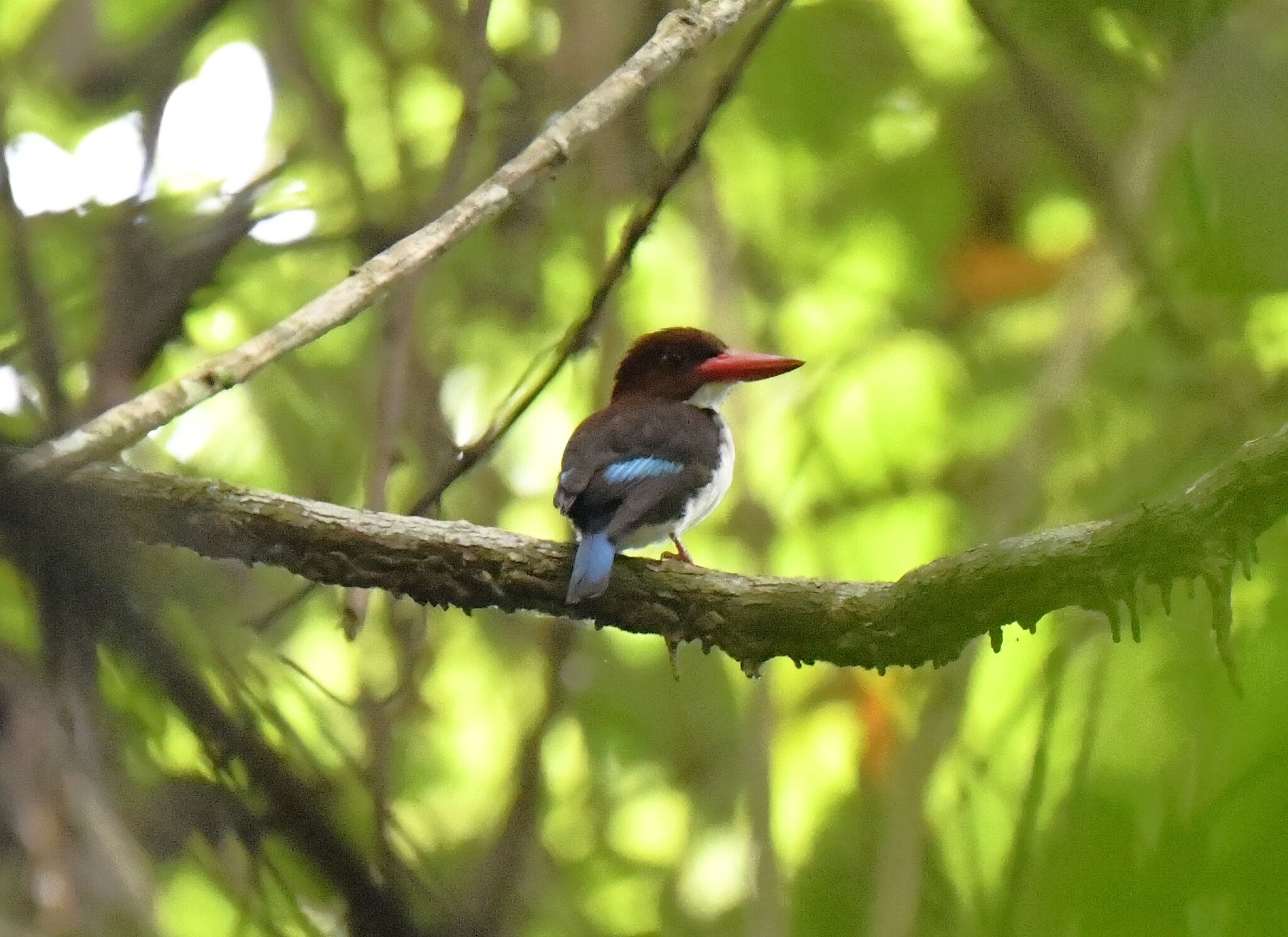 Chocolate-backed Kingfisher (Halcyon badia), photo 4