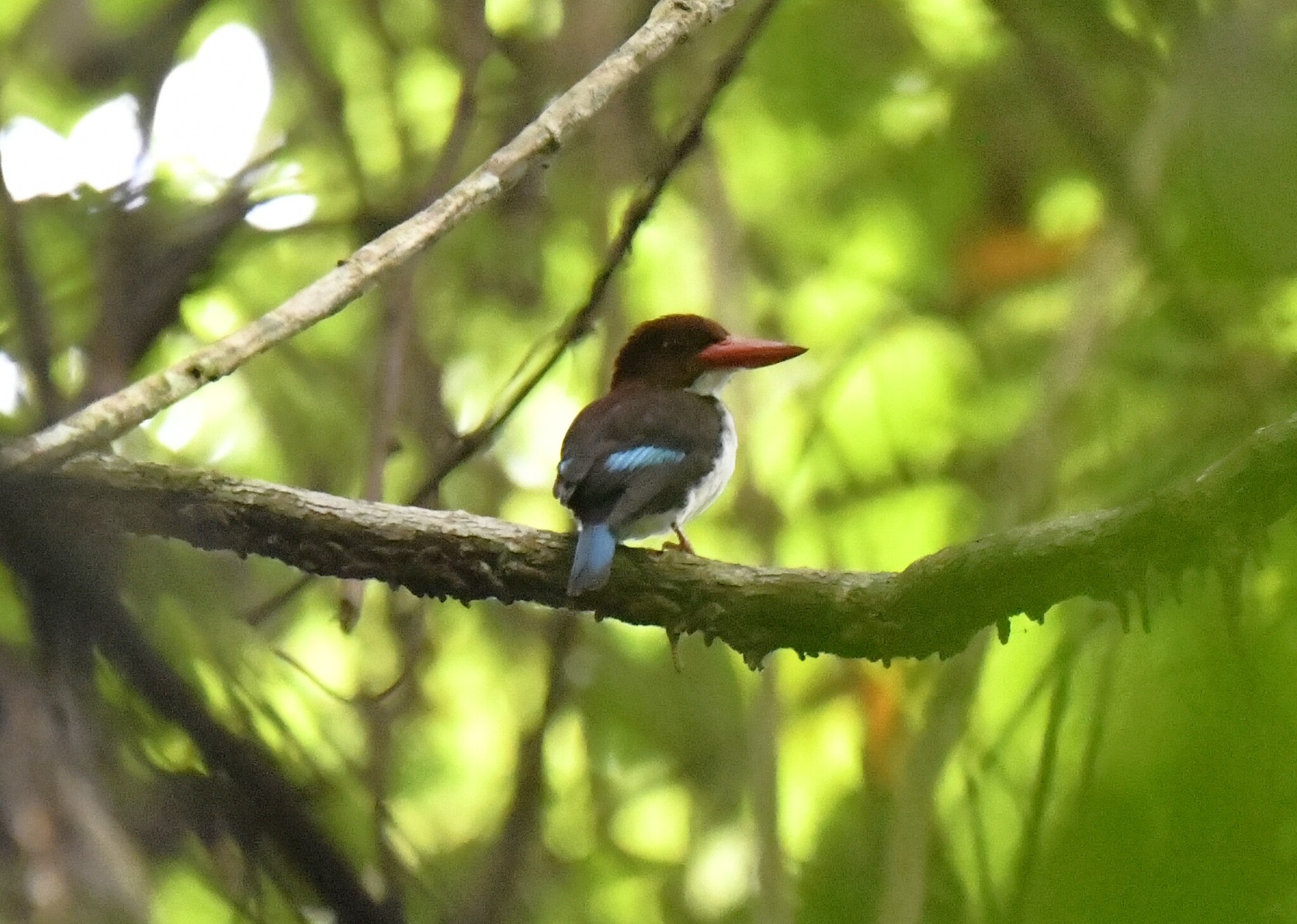 Chocolate-backed Kingfisher (Halcyon badia), photo 5