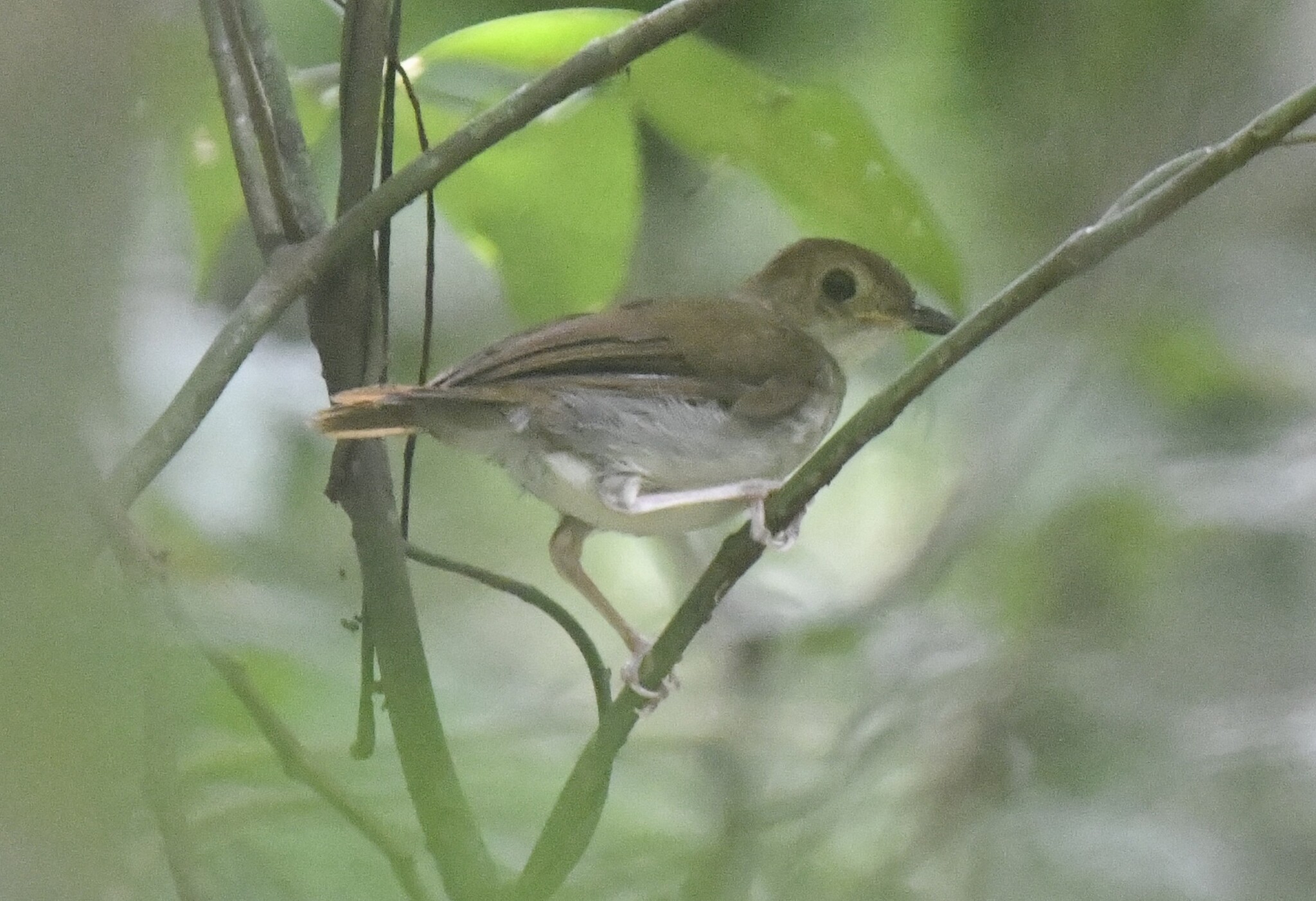 Rufous-winged Illadopsis (Illadopsis rufescens), photo 7
