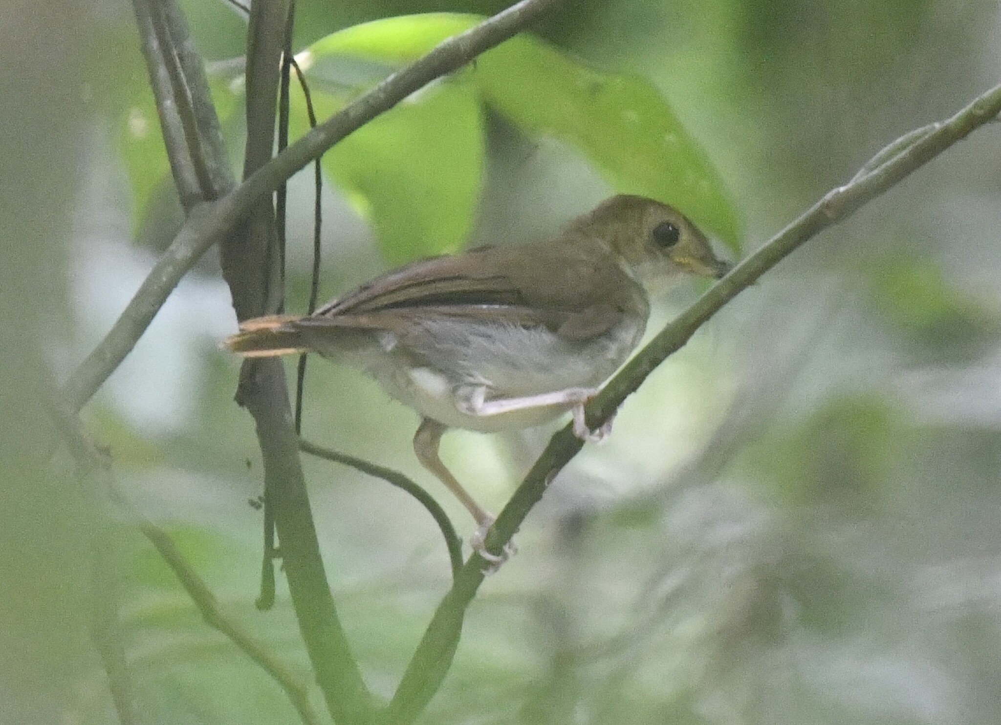 Rufous-winged Illadopsis (Illadopsis rufescens), photo 8