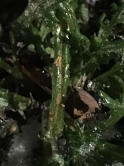 Puccinia lagenophorae