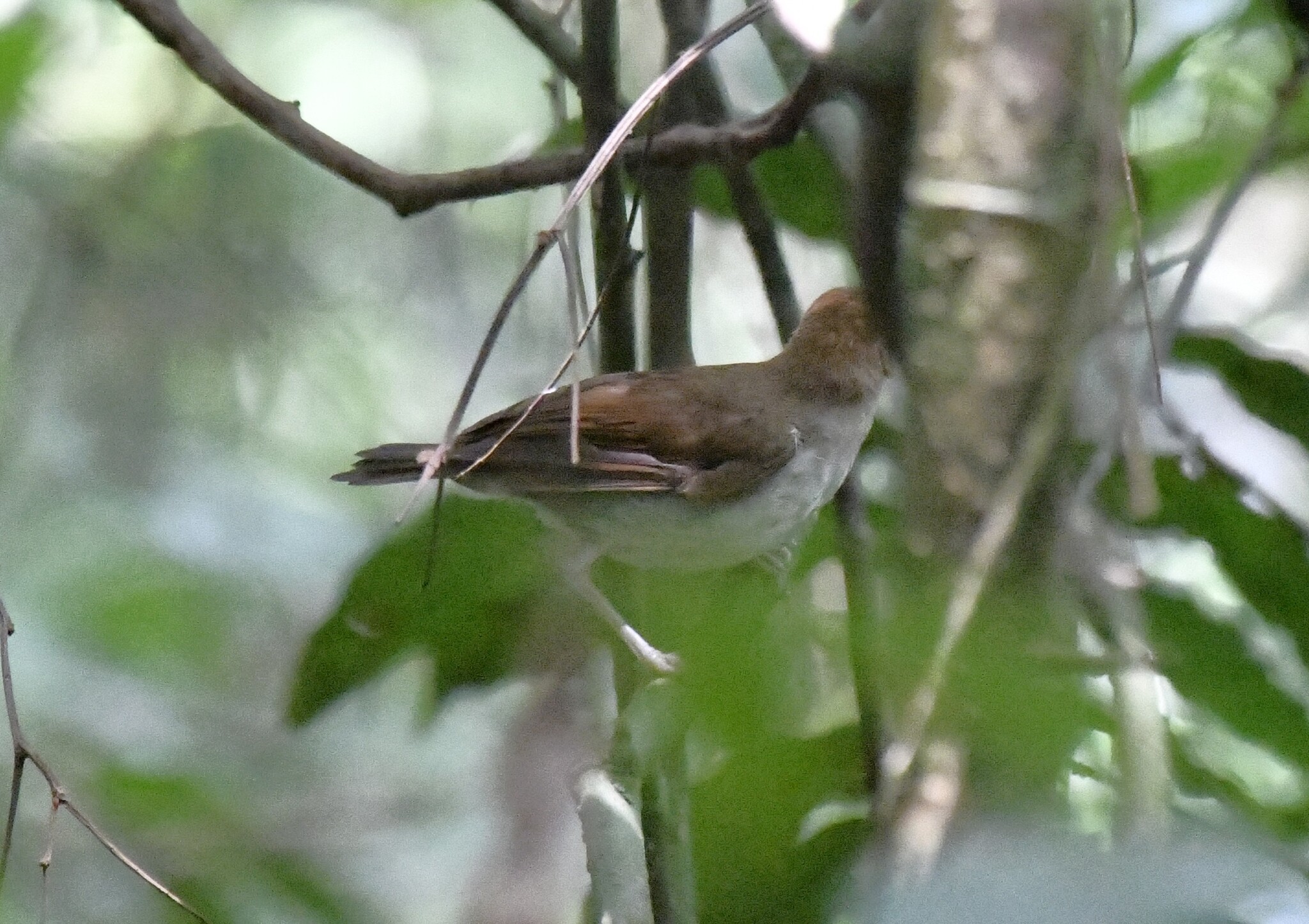 Rufous-winged Illadopsis (Illadopsis rufescens), photo 5