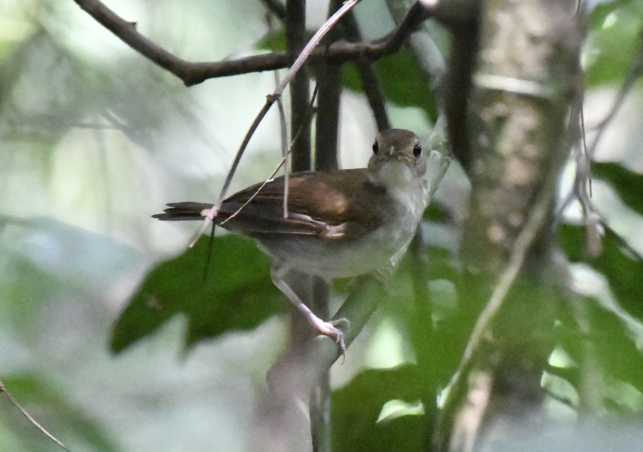 Rufous-winged Illadopsis (Illadopsis rufescens), photo 3