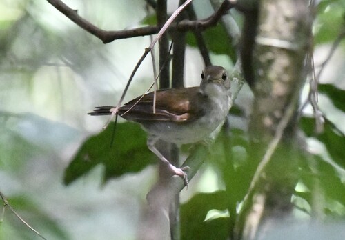 Rufous-winged Illadopsis (Illadopsis rufescens), photo 2