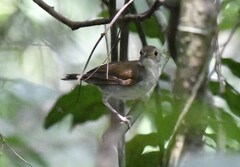 Rufous-Winged Illadopsis photo 3