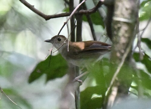 Rufous-winged Illadopsis (Illadopsis rufescens)