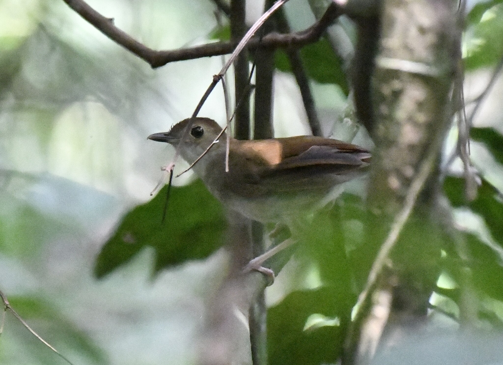 Rufous-winged Illadopsis (Illadopsis rufescens), photo 1