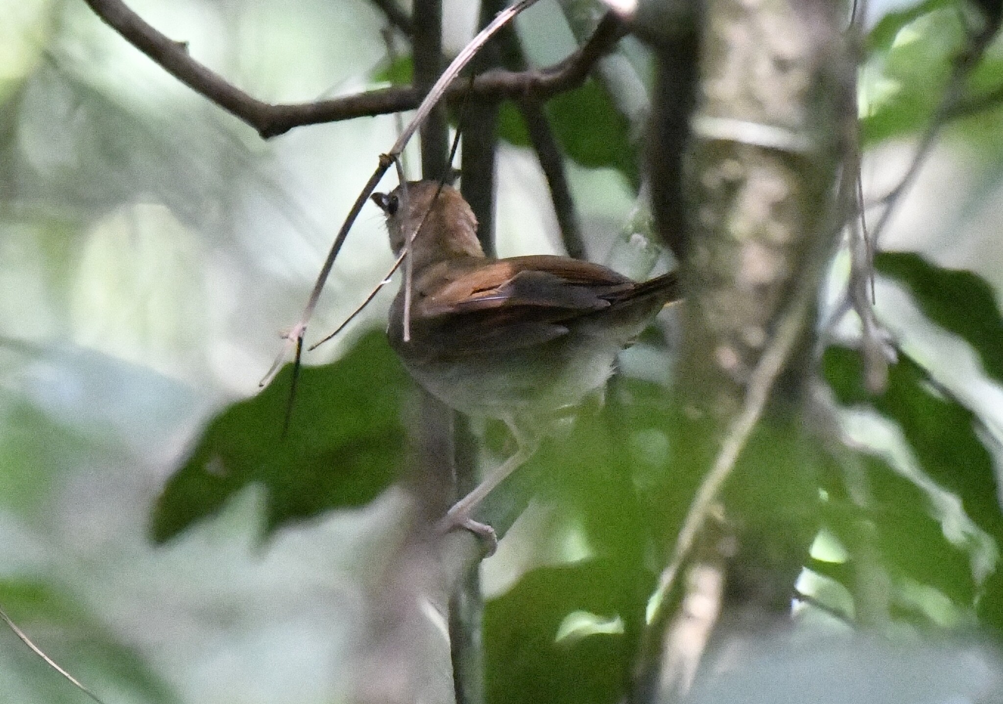 Rufous-winged Illadopsis (Illadopsis rufescens), photo 4
