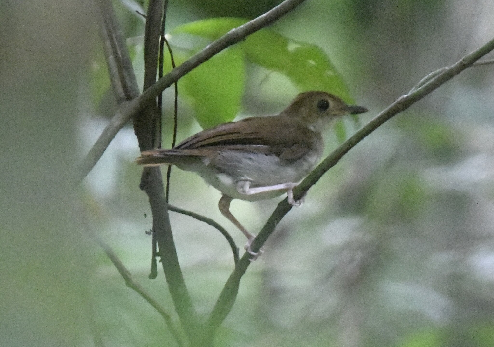 Rufous-winged Illadopsis (Illadopsis rufescens), photo 9