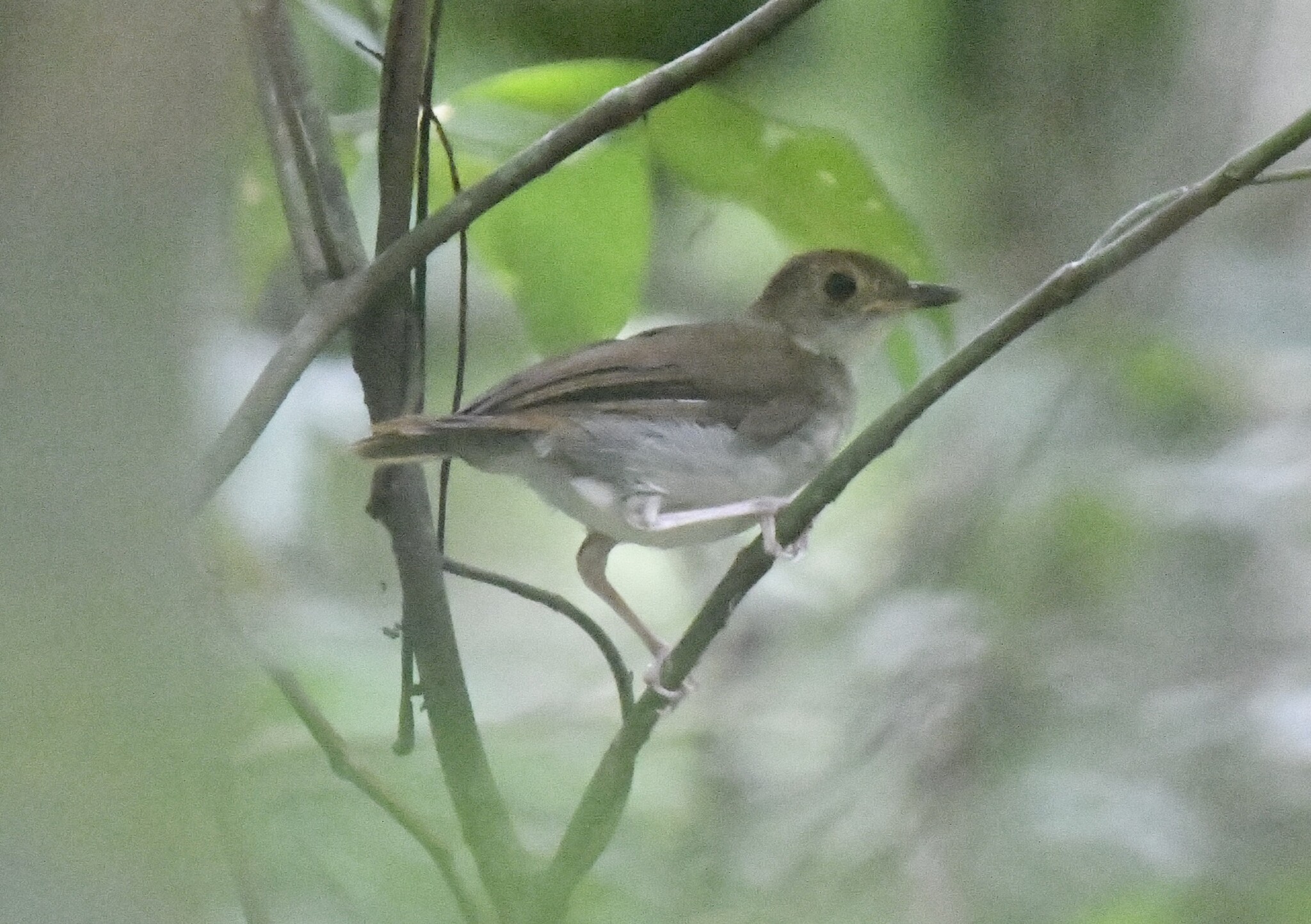 Rufous-winged Illadopsis (Illadopsis rufescens), photo 10