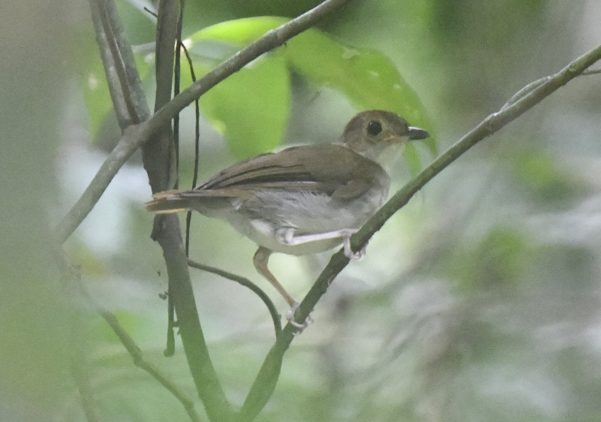 Rufous-winged Illadopsis (Illadopsis rufescens), photo 6