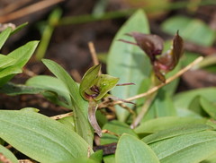 Chiloglottis jeanesii