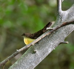 Anolis jubar oriens