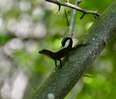 Anolis jubar oriens