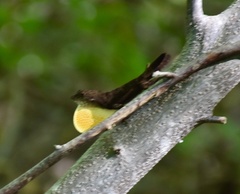 Anolis jubar oriens