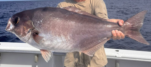 Barrelfish (Hyperoglyphe perciformis) — Centrolophidae