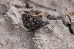 Hesperopsis alpheus