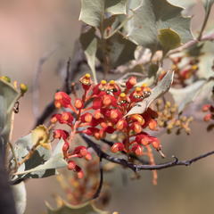 Grevillea wickhamii