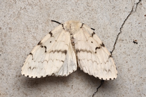 Spongy Moth