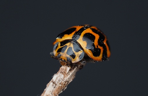 Tasmanian Ladybird photo 2