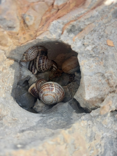Eobania vermiculata