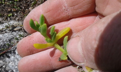 Disphyma australe australe