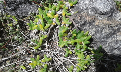 Disphyma australe australe