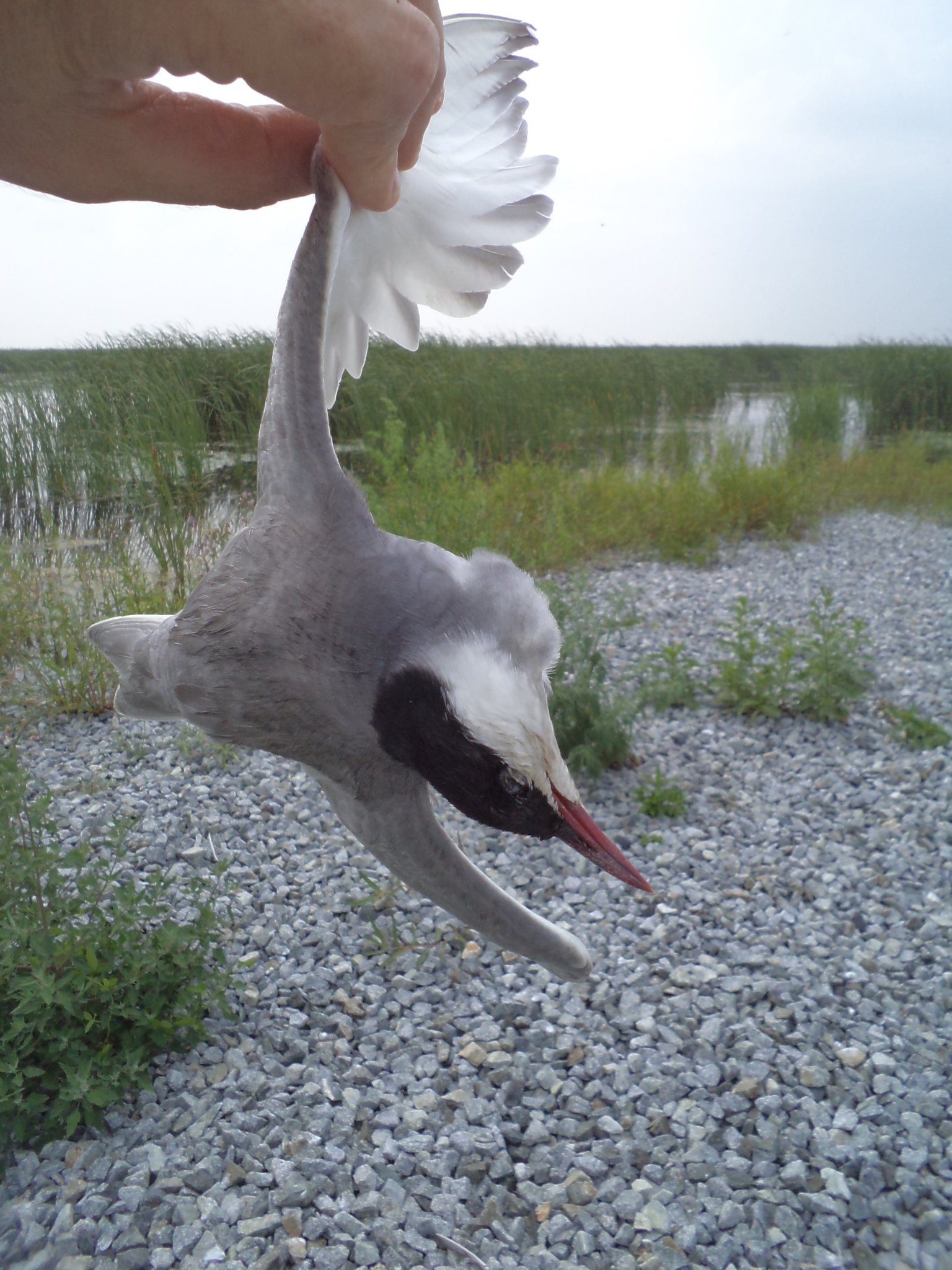 Whiskered Tern