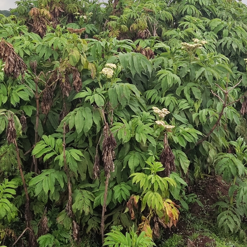 African elderberry (Sambucus africana)