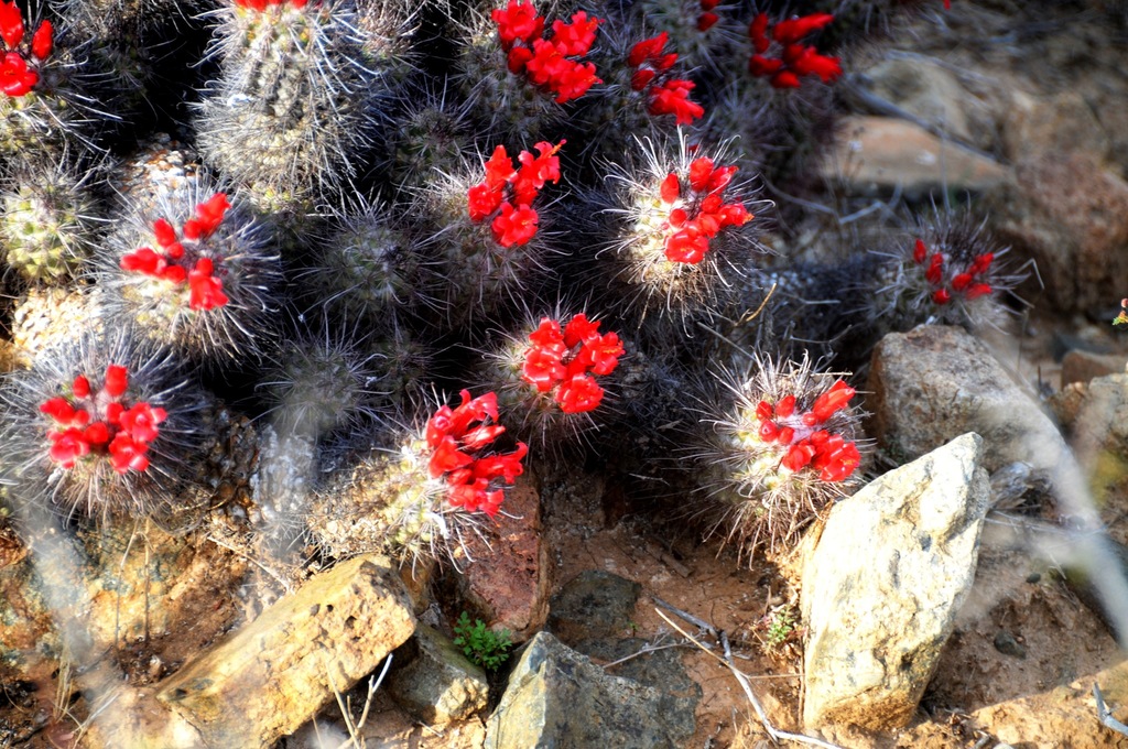 Cochemiea maritima