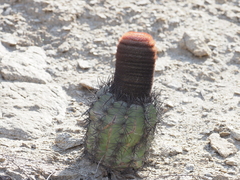 Melocactus peruvianus