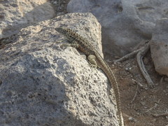 Microlophus barringtonensis