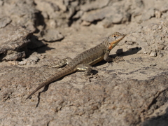 Microlophus koepckeorum