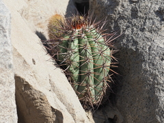 Melocactus peruvianus