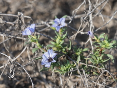 Nolana humifusa
