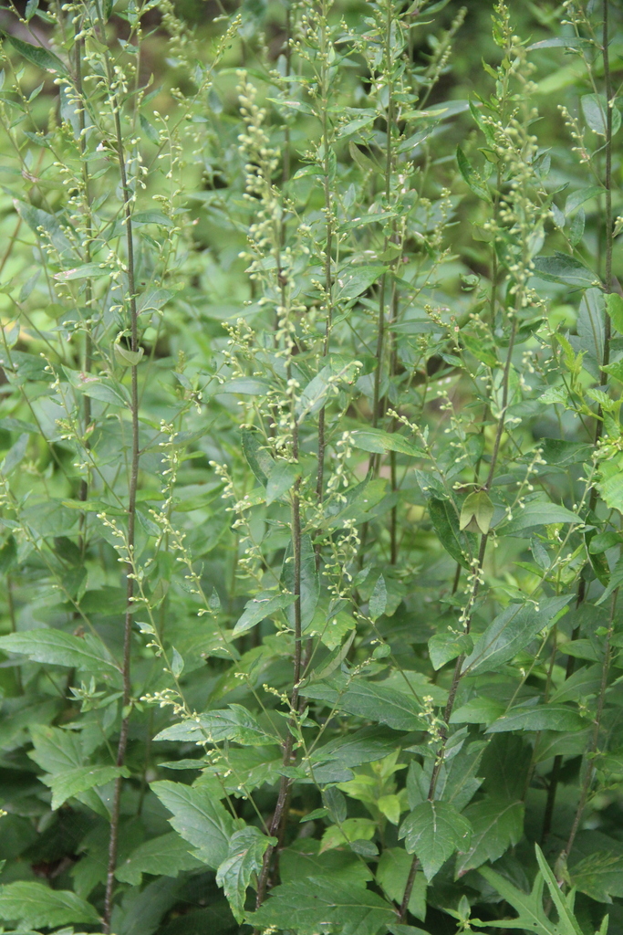Artemisia stolonifera (Hirohayama Yomogi)