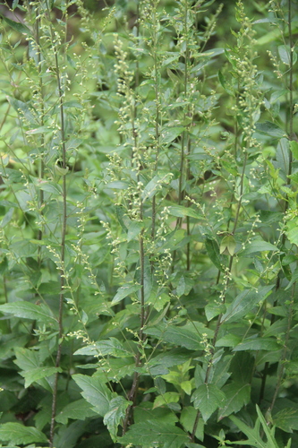 Artemisia stolonifera iNat (3)