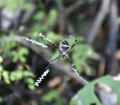Argiope butchko
