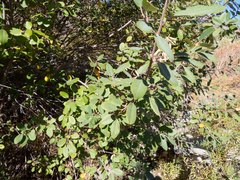 Frangula californica ursina