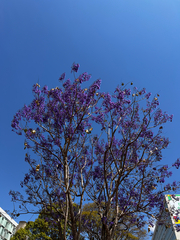Jacaranda brasiliana, photograph (c) André Ambrozio, some rights reserved (CC BY)