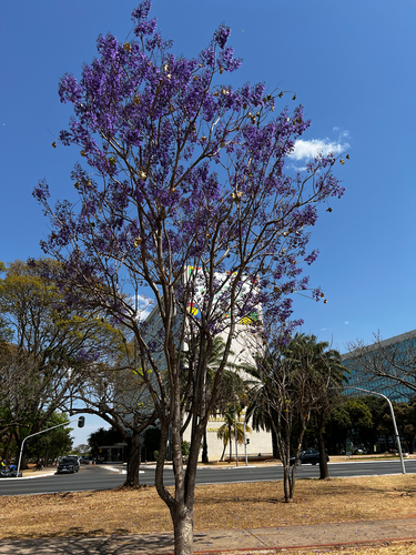 Jacaranda brasiliana, photograph 3