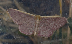 Idaea costaria