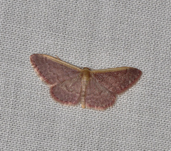 Idaea costaria