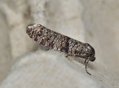 Lepidoscia annosella