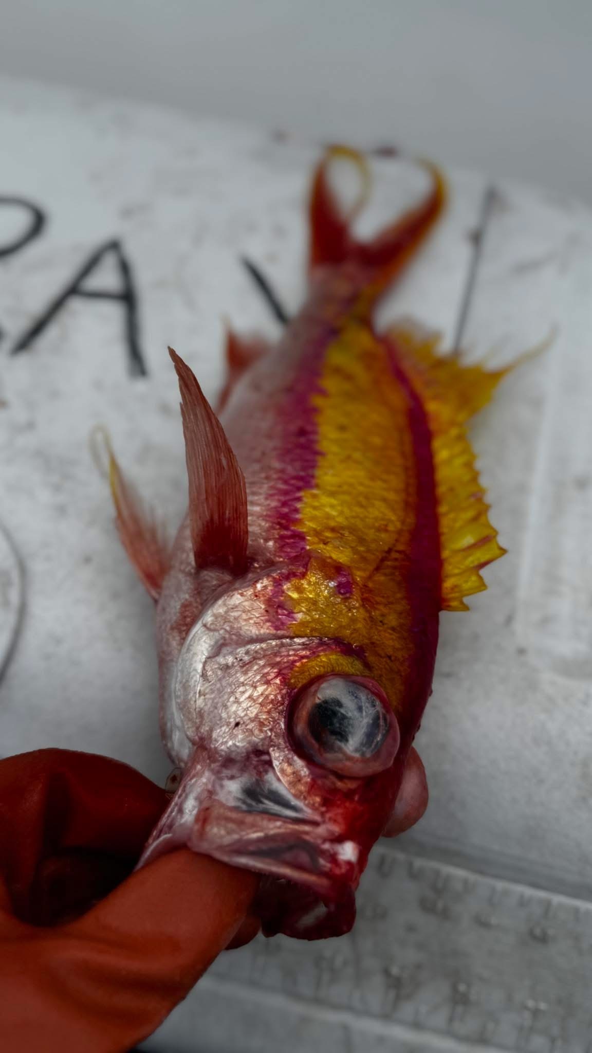 Swallowtail Bass photo 2