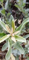 Atriplex cinerea