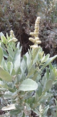 Atriplex cinerea